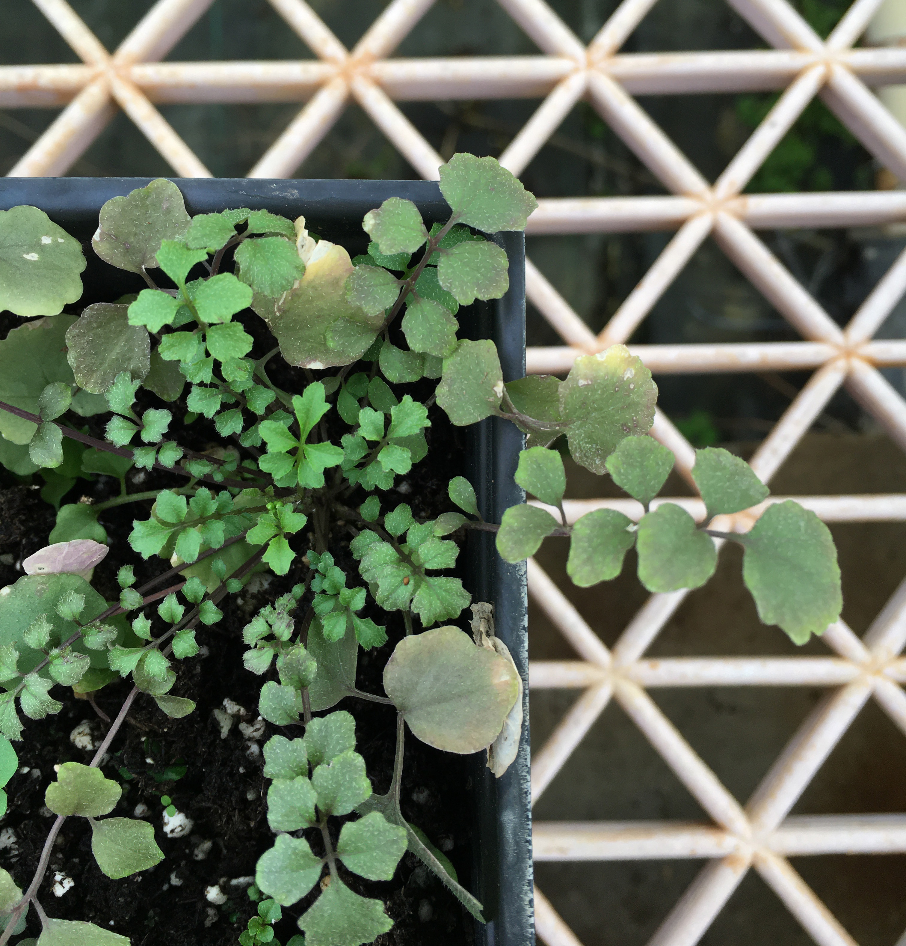 Basal leaves of hairy bittercress.